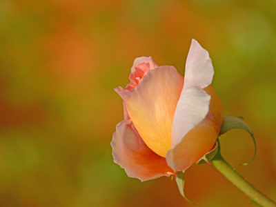 Bild-Nr: 11272042 Rose so schön Erstellt von: Ostfriese