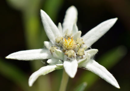 Bild-Nr: 11272312 .. oh Du .. mein Edelweiss .. Erstellt von: GUGIGEI