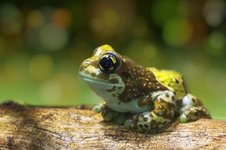 Bild-Nr: 11272364 Froschn Erstellt von: Thomas Herzog