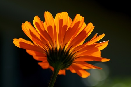 Bild-Nr: 11272752 Calendula Erstellt von: youhaveadream