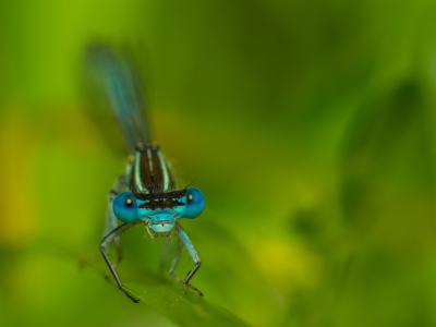 Bild-Nr: 11273414 Hufeisen-Azurjungfer - Coenagrion puella Erstellt von: Richard-Young