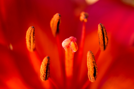 Bild-Nr: 11273752 Blütenstand rote Lilie 1 Erstellt von: Erhard Hess