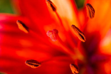 Bild-Nr: 11273768 Blütenstand rote Lilie 6 Erstellt von: Erhard Hess