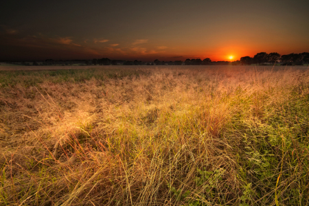 Bild-Nr: 11273928 Wiese Erstellt von: PhotoArt-Hartmann