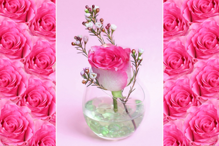 Bild-Nr: 11275034 Triple - Rosenblüten Erstellt von: SusaZoom