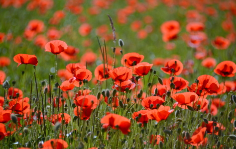 Bild-Nr: 11275248 Lust auf Sommer Erstellt von: GUGIGEI