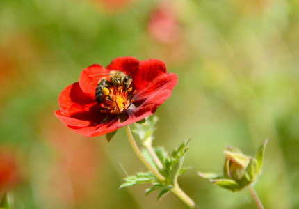 Bild-Nr: 11275262 Ein Bienchen Erstellt von: GUGIGEI