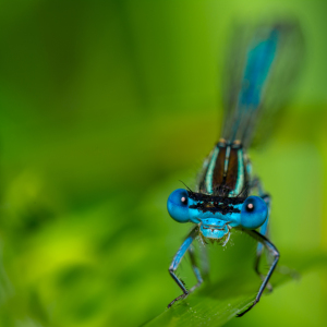 Bild-Nr: 11276128 Hufeisen-Azurjungfer - Coenagrion puella Erstellt von: Richard-Young