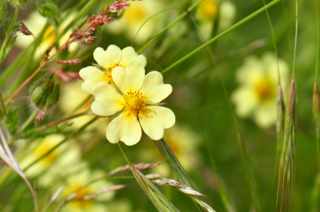 Bild-Nr: 11276590 Wildblumen Erstellt von: Atteloi