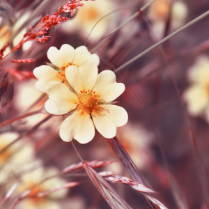 Bild-Nr: 11276644 Wildblumen Erstellt von: Atteloi