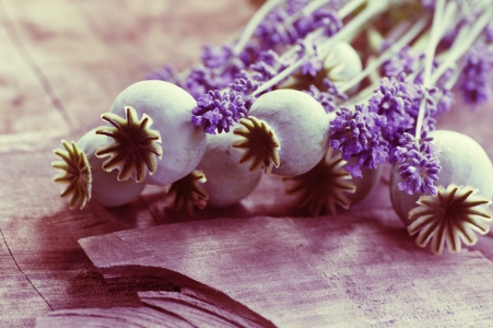 Bild-Nr: 11276860 Mohn Kapsel und Lavendel Blüten im Stillleben Erstellt von: Tanja Riedel