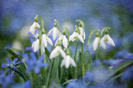 Bild-Nr: 11276984 Schneeglöckchen mit Scilla Erstellt von: Thomas Herzog