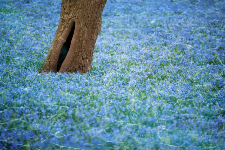 Bild-Nr: 11277010 Wasserblütenteppich Erstellt von: Thomas Herzog