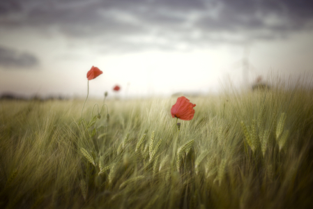 Bild-Nr: 11278780 mohn Erstellt von: manfred-hartmann