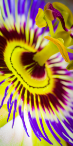 Bild-Nr: 11279700 Passiflora Erstellt von: Richard-Young