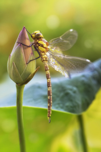 Bild-Nr: 11281968 Daydream Dragonfly Erstellt von: Thomas Herzog