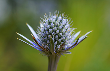 Bild-Nr: 11283322 Distel Erstellt von: youhaveadream