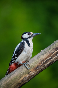 Bild-Nr: 11283634 Buntspecht - dendrocopos major Erstellt von: KlausHeimbach