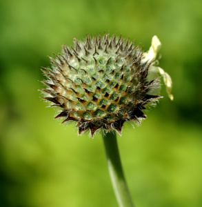 Bild-Nr: 11287654 Dipsacus fullonum Erstellt von: youhaveadream