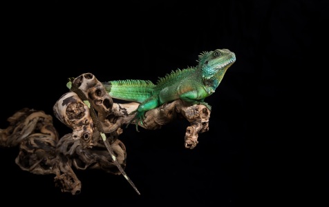 Bild-Nr: 11288274 Kleiner grüner Wasserdrache Erstellt von: Thomatorius