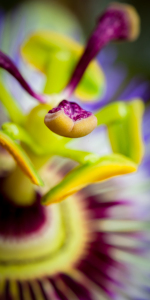 Bild-Nr: 11288410 Passiflora Erstellt von: Richard-Young