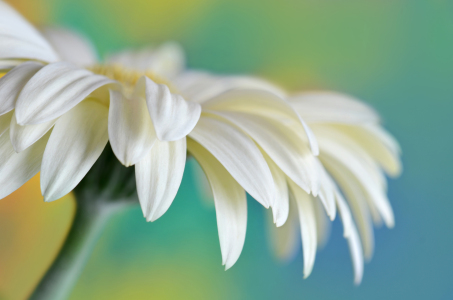 Bild-Nr: 11289006 Gerbera Erstellt von: Atteloi