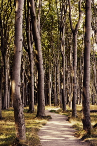 Bild-Nr: 11291652 Gespenster-Wald-Weg Erstellt von: GUGIGEI