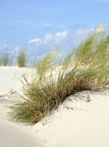 Bild-Nr: 11292078 Dünen-Wind Erstellt von: GUGIGEI