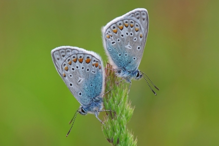 Bild-Nr: 11293946 Bläulingsduo Erstellt von: Taunusbilder