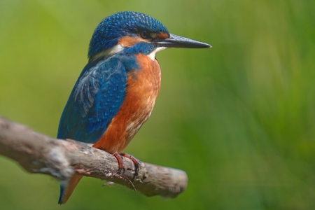 Bild-Nr: 11293952 Eisvogel Erstellt von: Taunusbilder