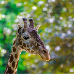 Bild-Nr: 11295436 Giraffe Erstellt von: Richard-Young