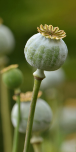 Bild-Nr: 11300328 Mohn Erstellt von: Atteloi