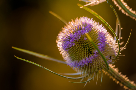 Bild-Nr: 11300490 Distel Erstellt von: Richard-Young