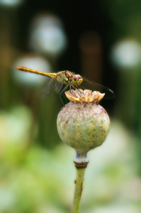 Bild-Nr: 11301586 Libelle Erstellt von: Atteloi