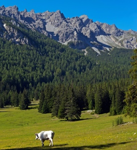 Bild-Nr: 11302112 Sommer in den Alpen Erstellt von: wompus