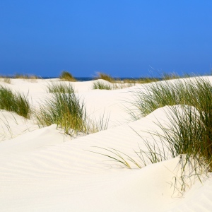 Bild-Nr: 11303276 Nordsee Dünen Erstellt von: Ursula Reins