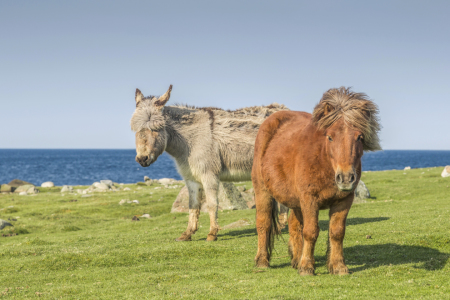 Bild-Nr: 11305578 Freunde am Fjord Erstellt von: EderHans