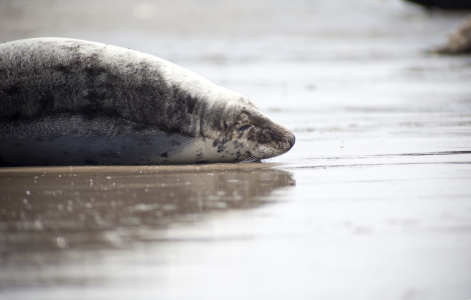 Bild-Nr: 11309438 Kegelrobbe auf Helgoland Erstellt von: blende-acht