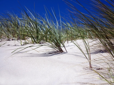 Bild-Nr: 11310866 Dünen auf der Insel Rügen Erstellt von: Renate Knapp