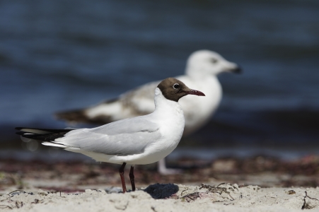 Bild-Nr: 11310930 2 Möwen im Seitenprofil am Strand Erstellt von: Tanja Riedel