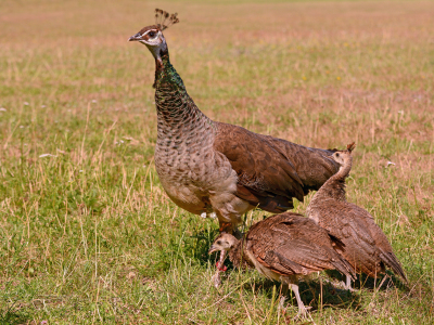 Bild-Nr: 11311158 Mutterschutz Erstellt von: Ostfriese