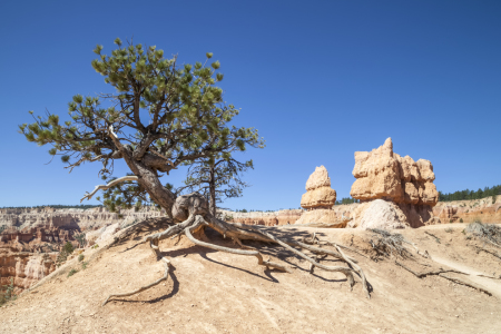 Bild-Nr: 11313748 BRYCE CANYON & Old Tree Erstellt von: Melanie Viola