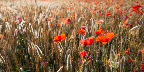 Bild-Nr: 11314022 Mohnblumen im Morgenlicht Erstellt von: hannes cmarits