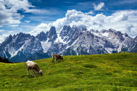 Bild-Nr: 11314760 Dolomiten - Monte Cristallo Erstellt von: Reiner Würz