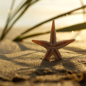 Bild-Nr: 11316282 Seestern Stillleben am Strand Erstellt von: Tanja Riedel