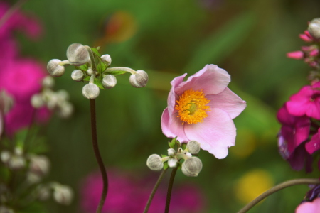 Bild-Nr: 11317436 .. im Bauerngarten .. Erstellt von: GUGIGEI