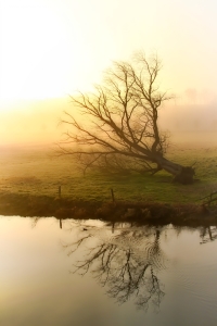 Bild-Nr: 11317706 Der tote Baum am Fluss Erstellt von: falconer59