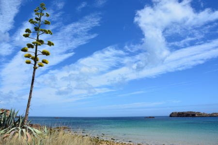 Bild-Nr: 11318158 Urlaubshimmel mit Agavenblüte Erstellt von: Bettina Schnittert