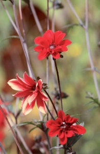 Bild-Nr: 11319322 DAHLIA Erstellt von: Ivonne Wentzler