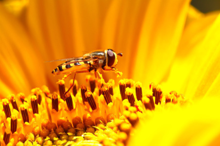 Bild-Nr: 11319804 Besuch auf der Sonnenblume Erstellt von: falconer59